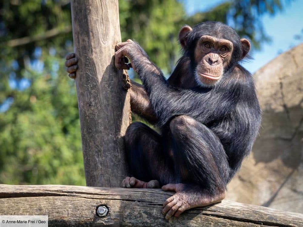 Le sens du rythme des chimpanzés pourraient dévoiler l’origine de la musique humaine