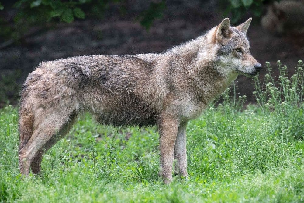 En Europe, le loup reste une "espèce protégée", mais moins qu'avant
