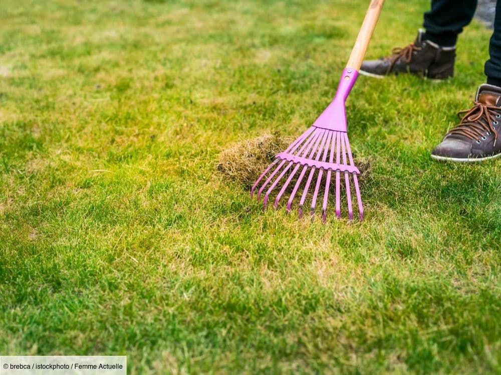 Gazon jauni : que faire pour sauver sa pelouse ?