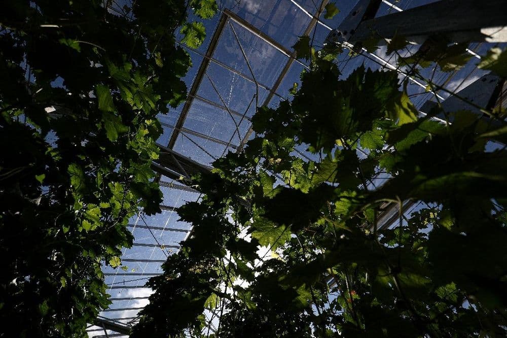 Près de Bordeaux, une serre expérimentale prépare les vignes du futur
