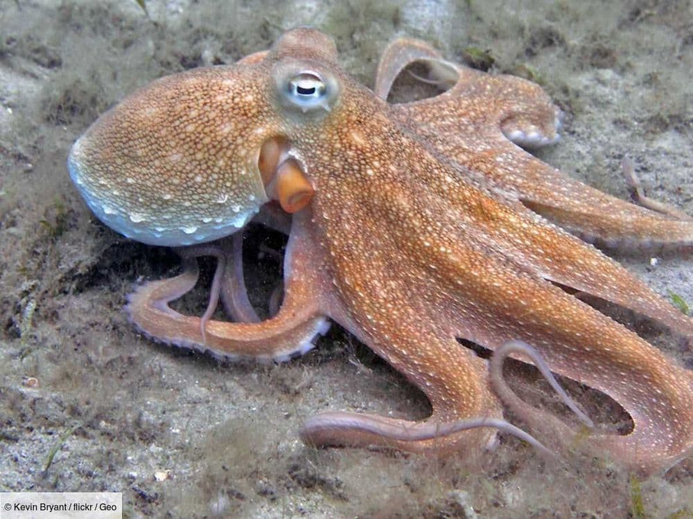 L'Œil de GEO: un poulpe étrangle un plongeur qui l'avait embêté, la scène capturée dans une vidéo impressionnante