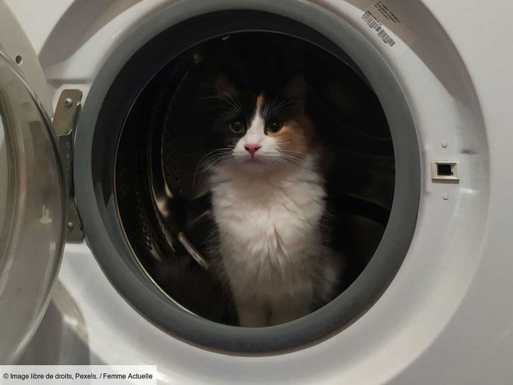 Coincé dans une machine à laver en marche, un chaton de neuf mois survit à un cycle de 55 minutes