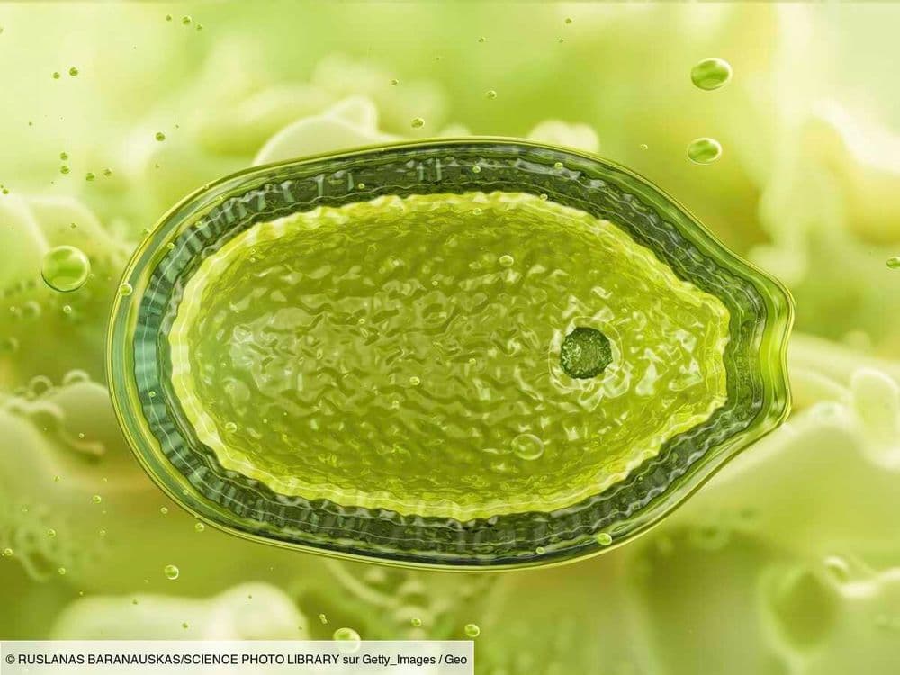 Le Chiffre de GEO: 230 nouveaux virus géants capables, pour certains, de manipuler la photosynthèse