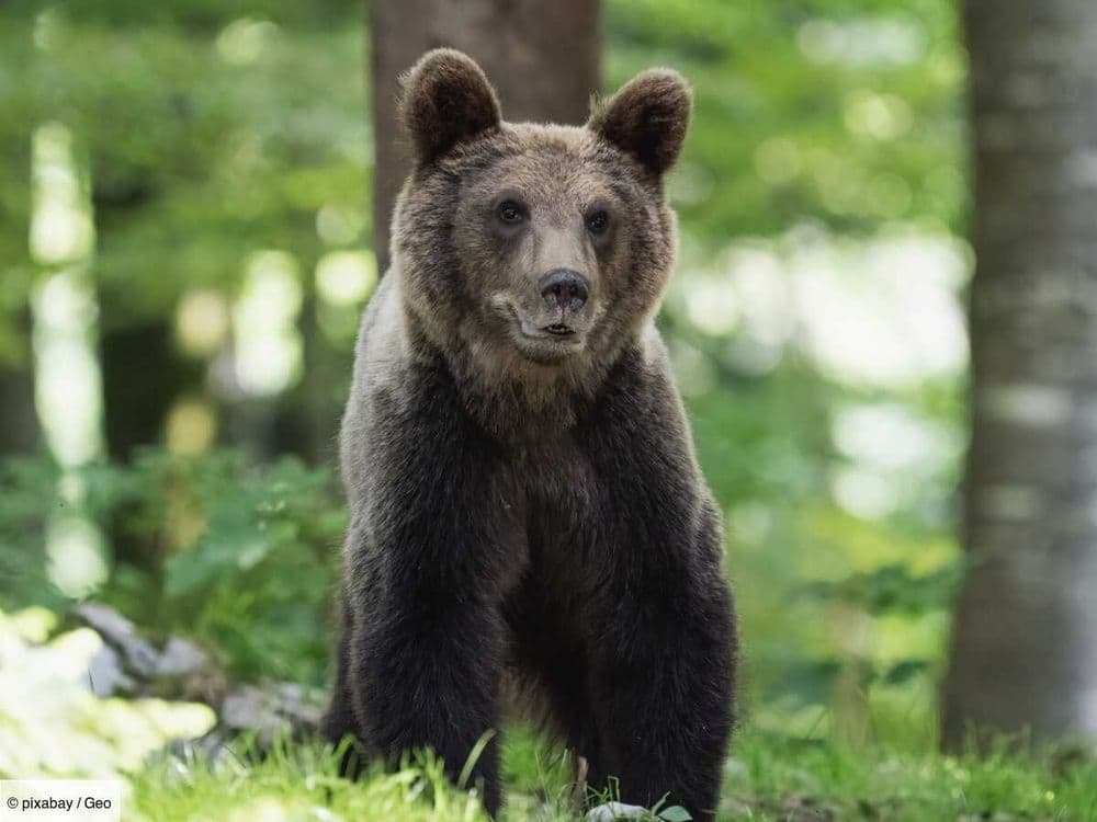 En Alaska, des ours s'invitent dans une base militaire pour festoyer