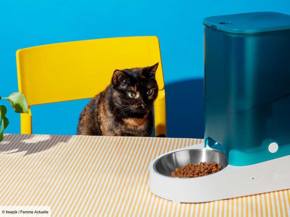 Mon chat ne mange plus, que faire ?