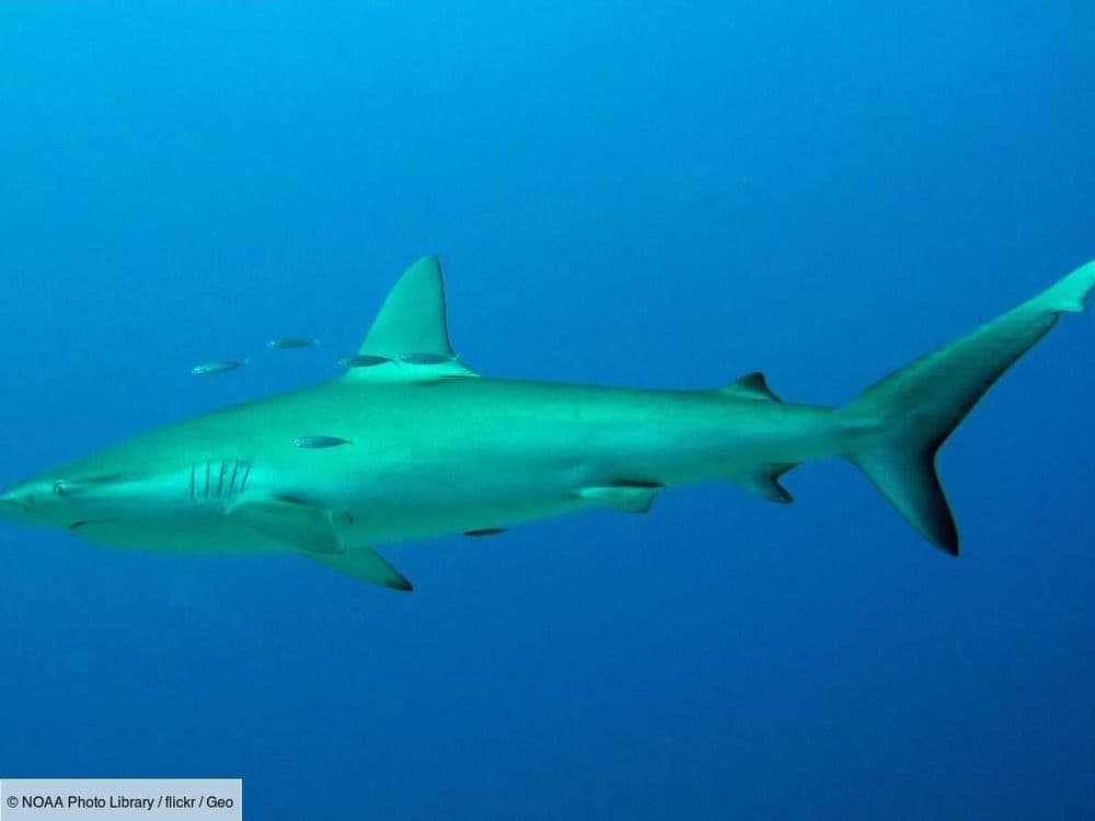 Au large du Mexique, des requins utilisent des raies mantas comme brosses vivantes