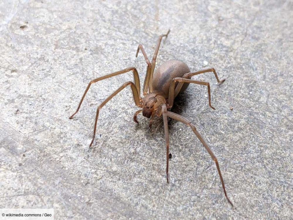 Une famille a vécu avec plus de 2000 araignées venimeuses sans le savoir pendant 5 ans
