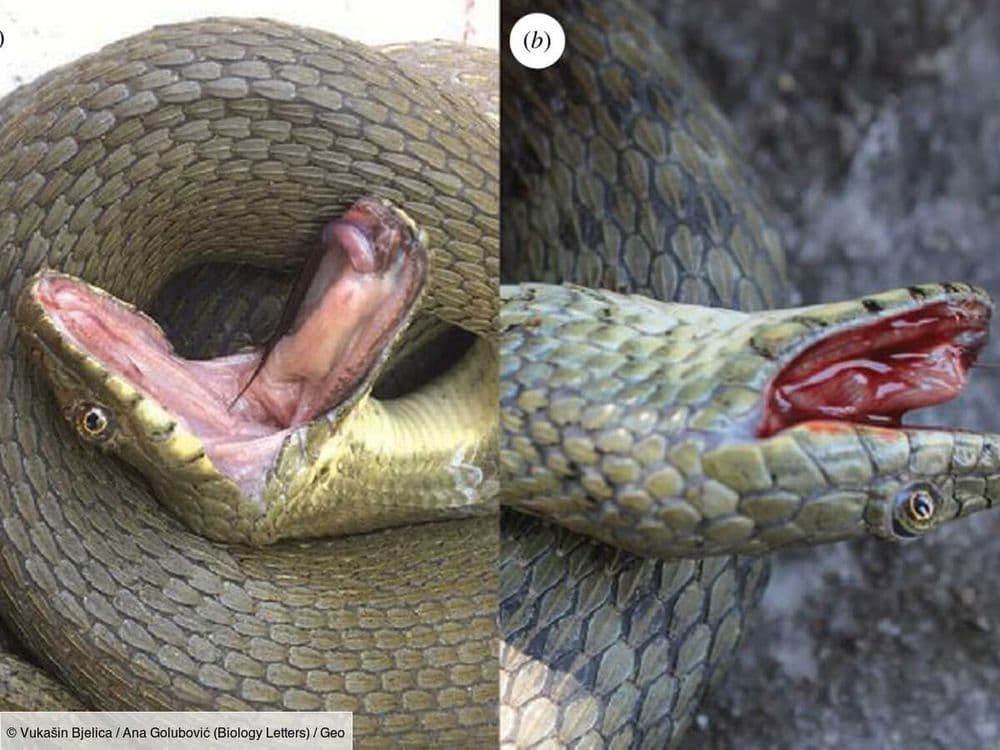 Ingénieux, ce serpent va jusqu'à se provoquer une hémorragie pour feindre sa mort et échapper à ses prédateurs