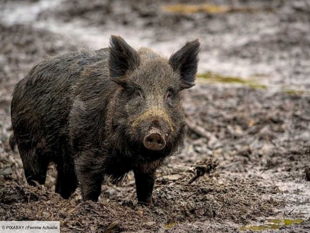 Quels animaux sauvages est-on vraiment autorisé à posséder chez soi et que risque-t-on à avoir à un animal non domestique ?