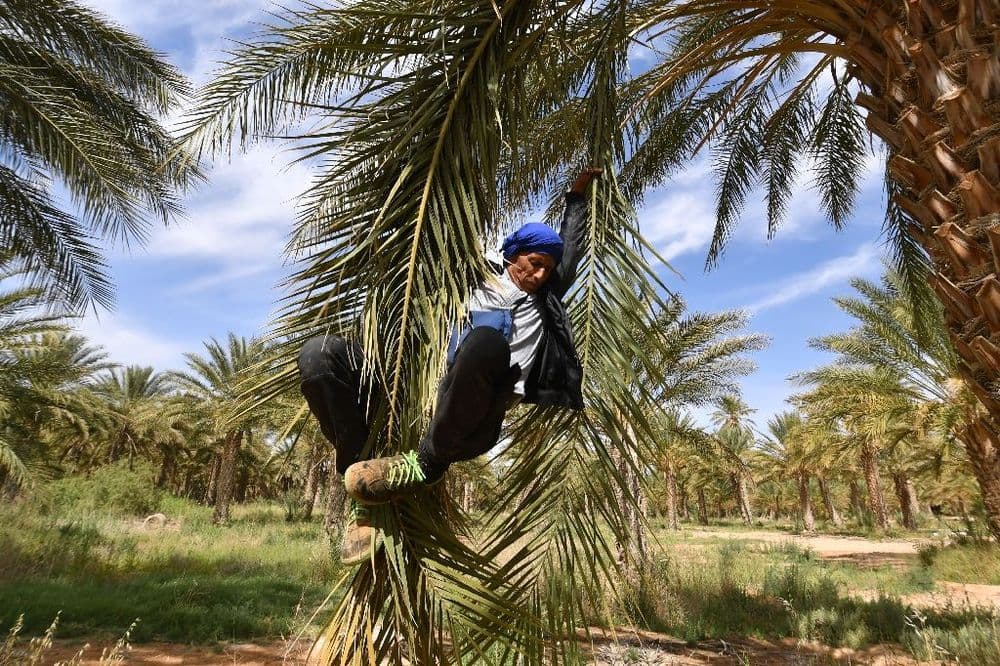 En Tunisie, "l'oasis de la révolution" veut garder son modèle inédit d'autogestion