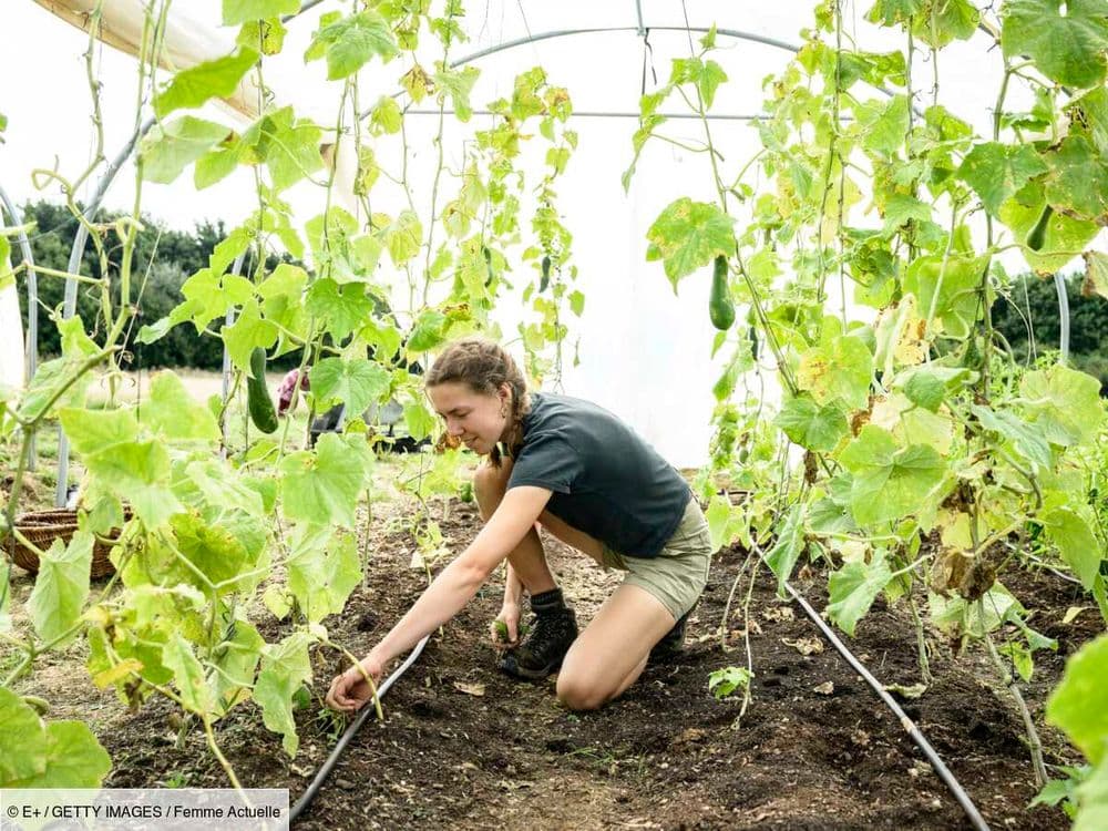 7 astuces pour arroser mon jardin ou mon potager sans gaspiller