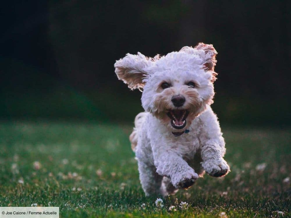 Cette idée facile à mettre en place pour divertir et faire progresser votre chien
