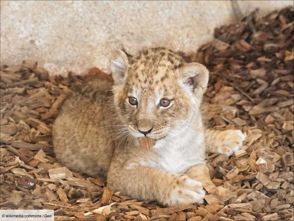 Avoir un lionceau dans son salon: la dernière mode des riches Thaïlandais pour frimer sur les réseaux