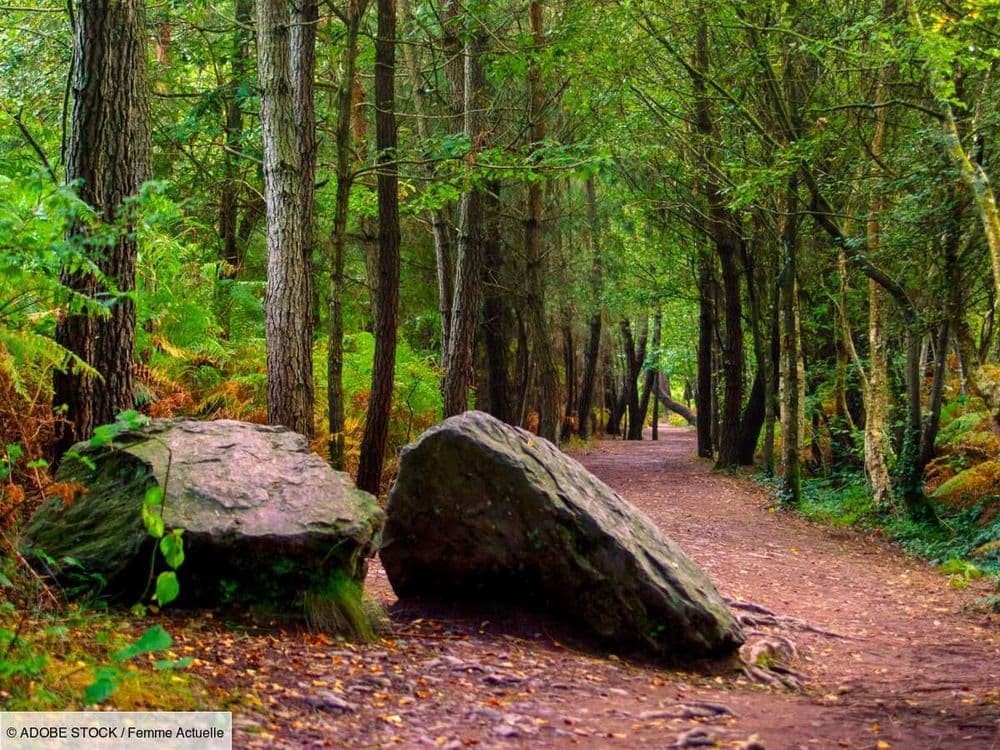 Brocéliande sur TF1 : découvrez 11 sentiers de randonnées dans la mythique forêt de la série