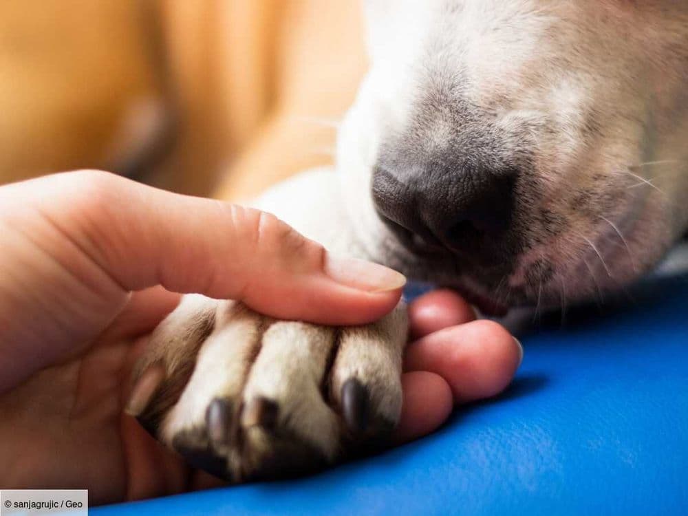 Un chien pour détendre les passagers, l’idée apaisante de l’aéroport de Skopje en Macédoine