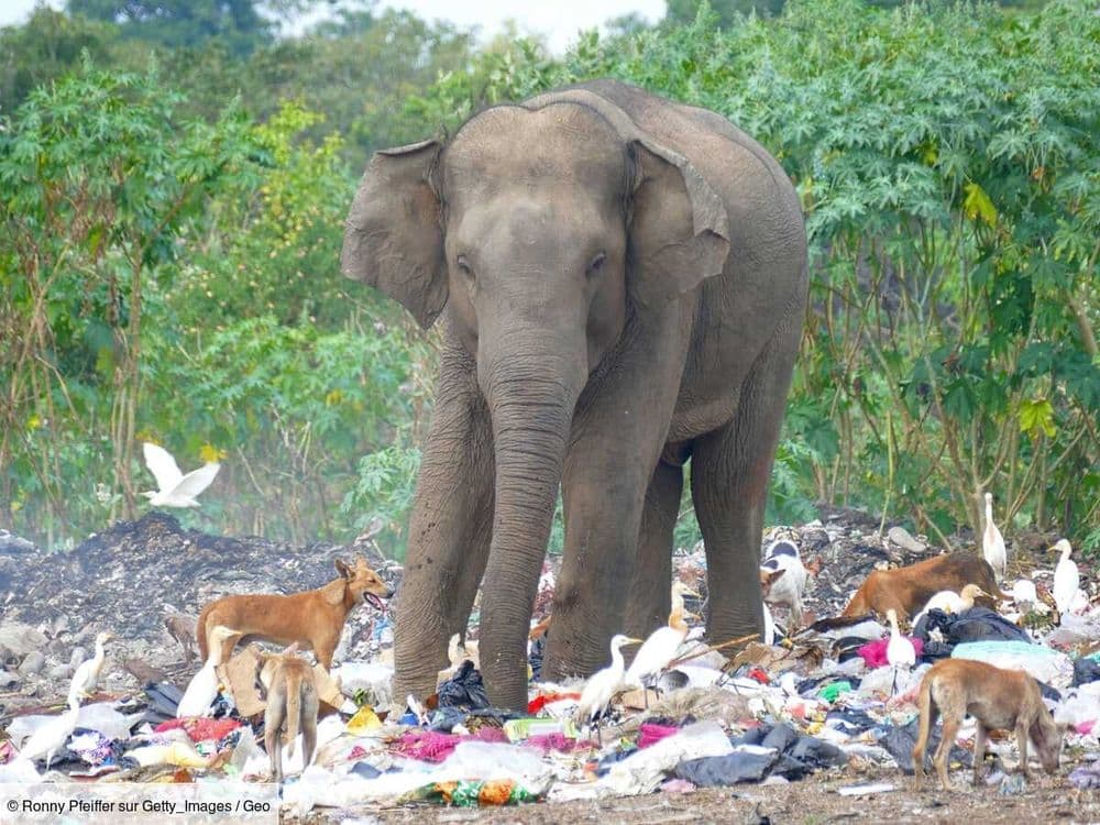 La "zone franche de plastique", futur instrument de lutte contre la corruption environnementale?