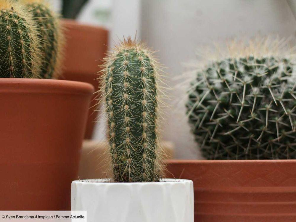 Rempoter un cactus sans se piquer : les bons gestes