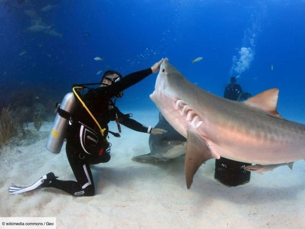 Un requin-tigre attaque violemment à la tête un plongeur aux Maldives