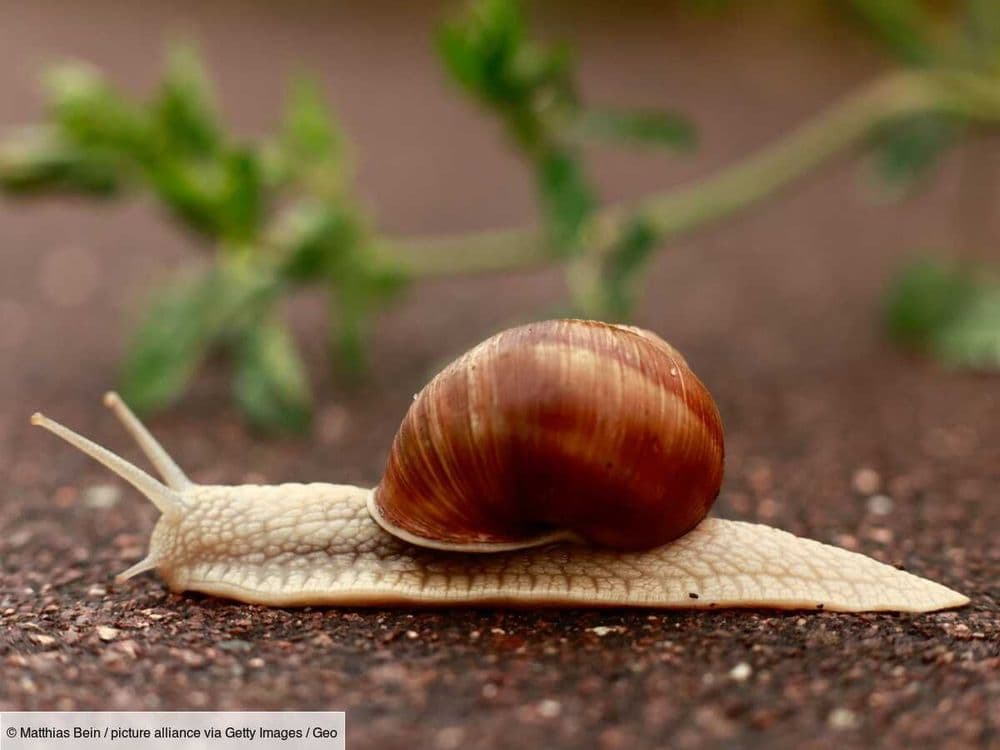 L'histoire du Marathon des lilliputiens, cette course d'escargots étonnante en Allemagne