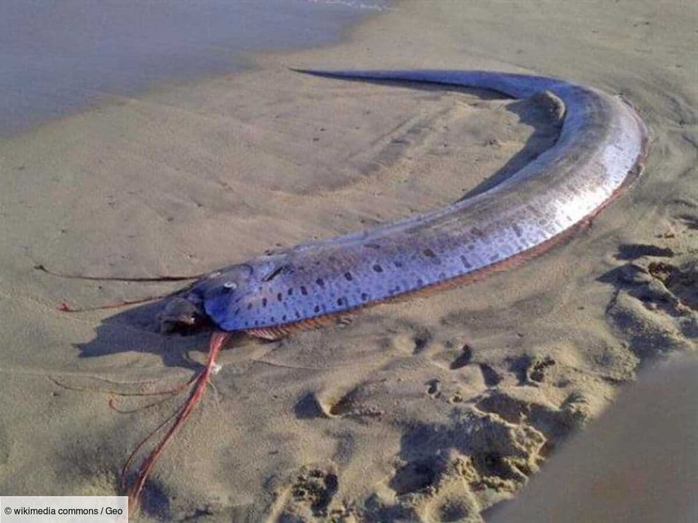 Trois "poissons de l'apocalypse" géants échoués en une semaine, présage d'une catastrophe imminente?