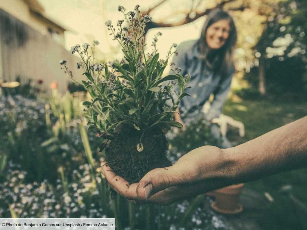 Ces 8 légumes et plantes qu'il est encore temps de semer en juillet