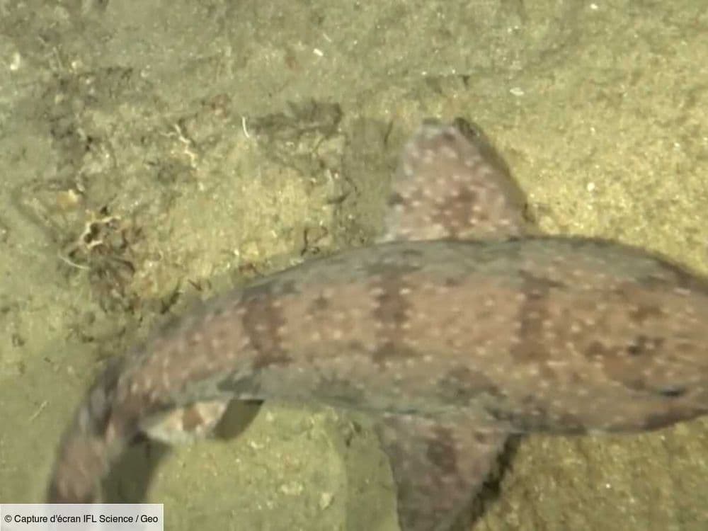 Un requin-chat moucheté réputé insaisissable filmé pour la première fois dans les abysses du Timor oriental