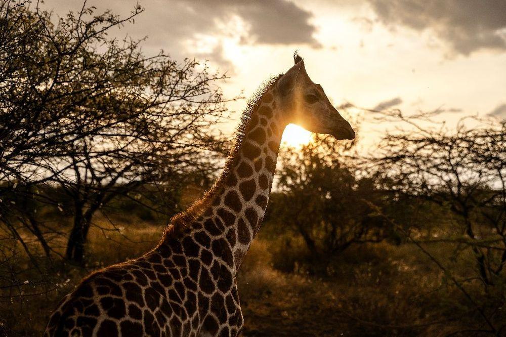 Au Kenya, des girafes pour apporter la paix entre communautés