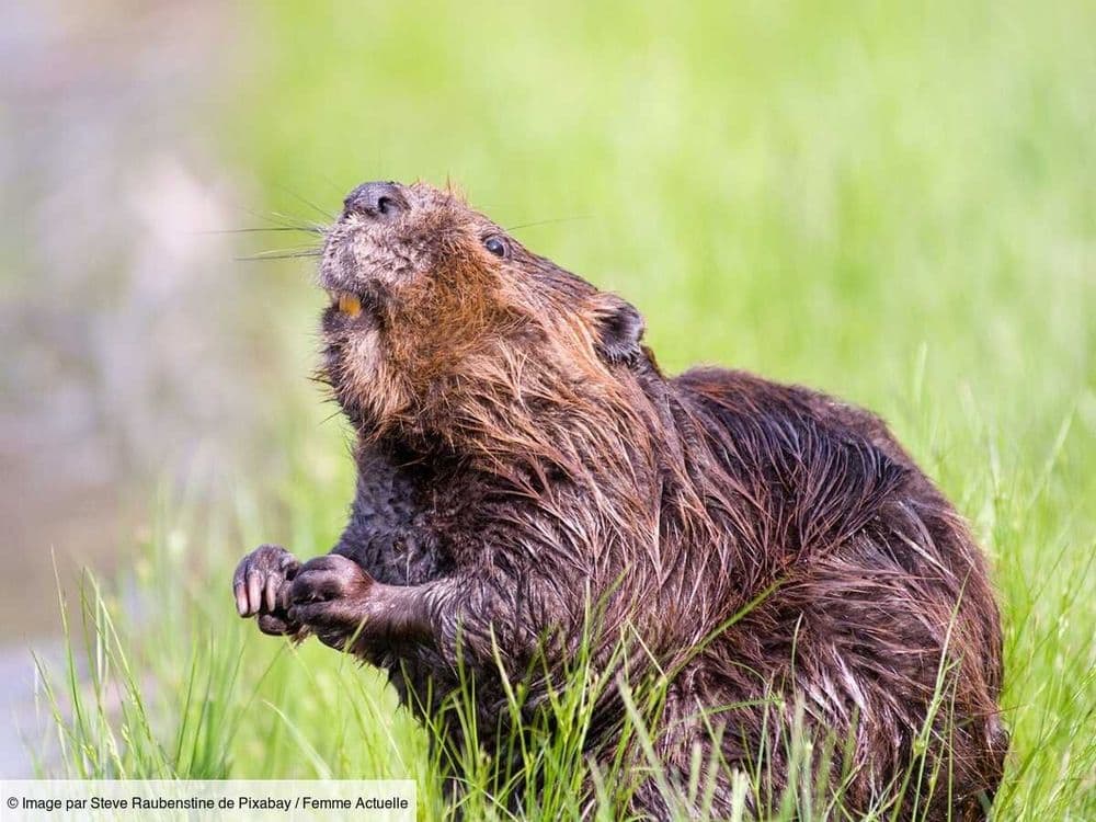Une espèce de castor est de retour en France, une bonne nouvelle pour la biodiversité