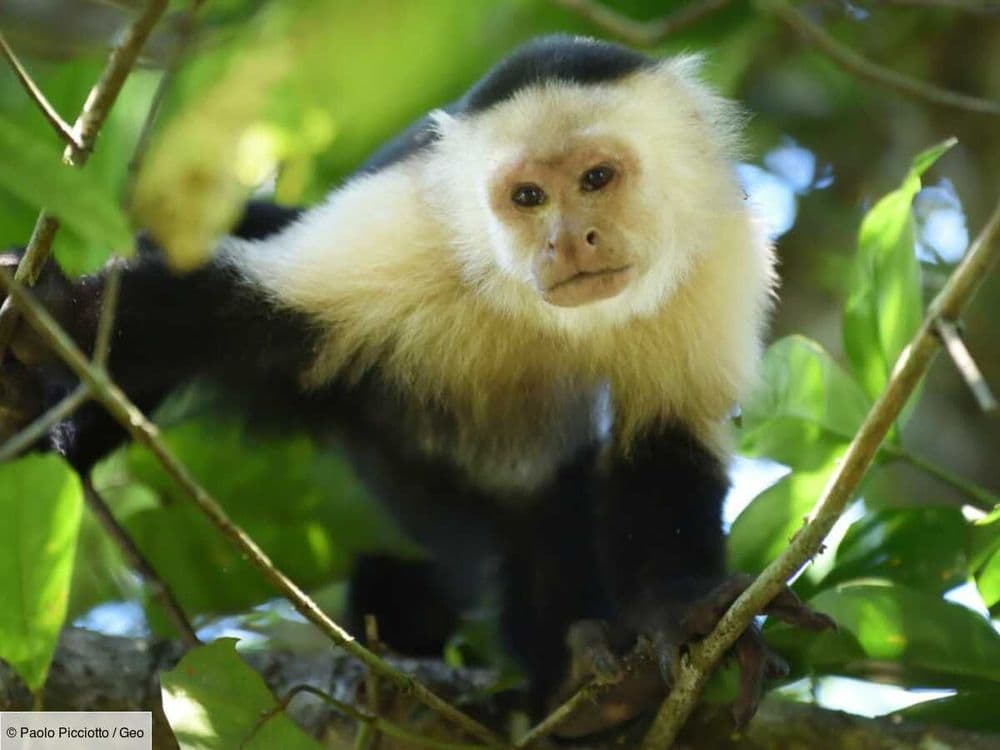 Des singes capucins kidnappent pour le plaisir? Une étrange tradition sociale dévoilée