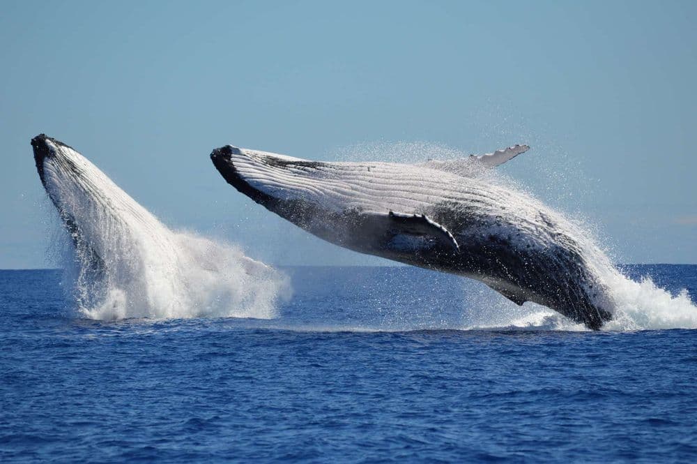 Premières images d'un accouplement de baleines à bosse : un mâle tente de s'accoupler avec un autre mâle blessé