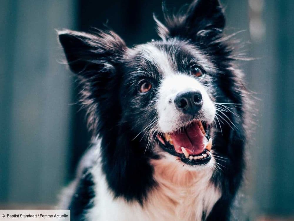 Berger des Shetland : tout savoir sur ce chien exubérant, mais très sensible