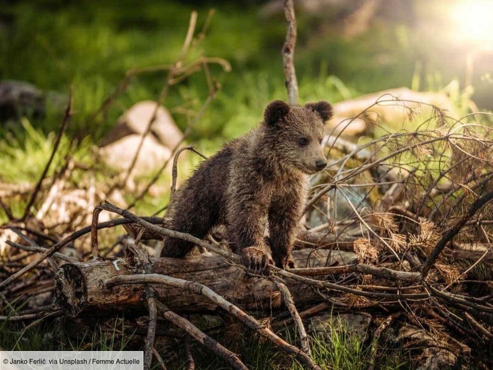 Cette méthode insolite d'éleveurs américains, en charge d'un ourson abandonné par sa mère