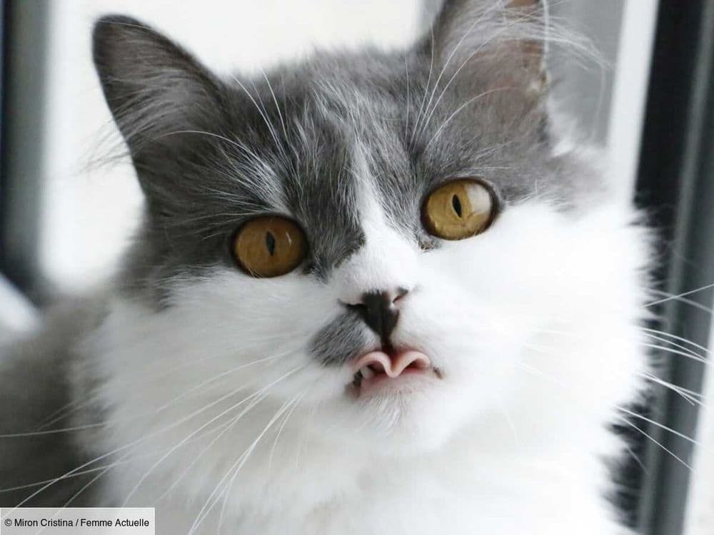 Tout savoir sur le Nebelung, un chat calme, mais très sociable
