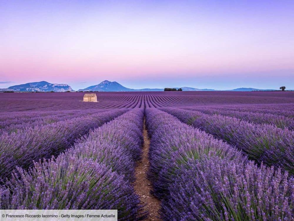 Les plus beaux spots pour admirer et photographier les champs de lavande en Provence