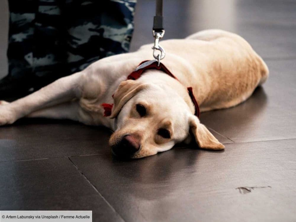 "Un animal n'est pas une valise" : le calvaire de cette maîtresse lors d'un vol transatlantique avec son chien