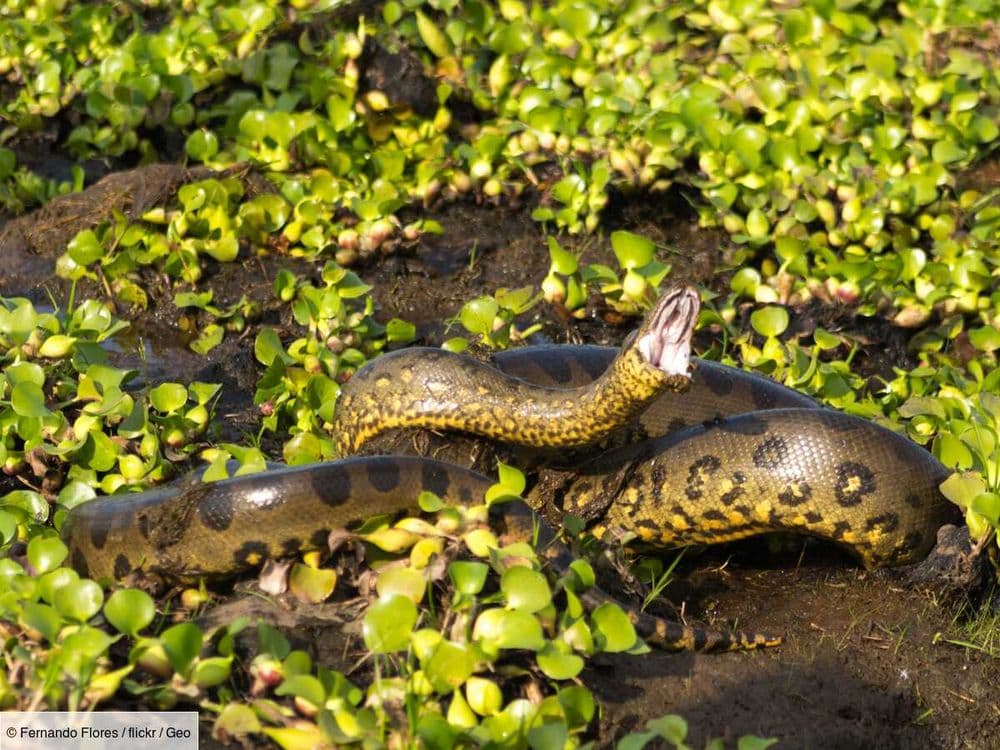Découverte d'une nouvelle espèce d'anaconda géant, le serpent le plus massif de la planète, dans la forêt amazonienne