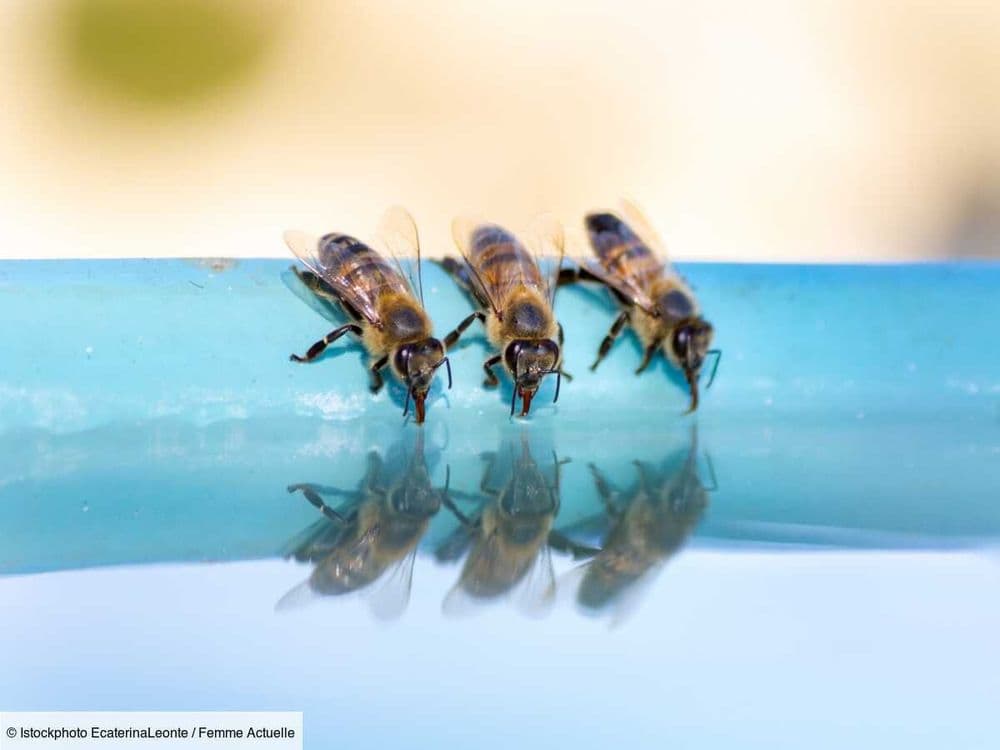 Comment éloigner les guêpes et abeilles de la piscine ? Les bons gestes