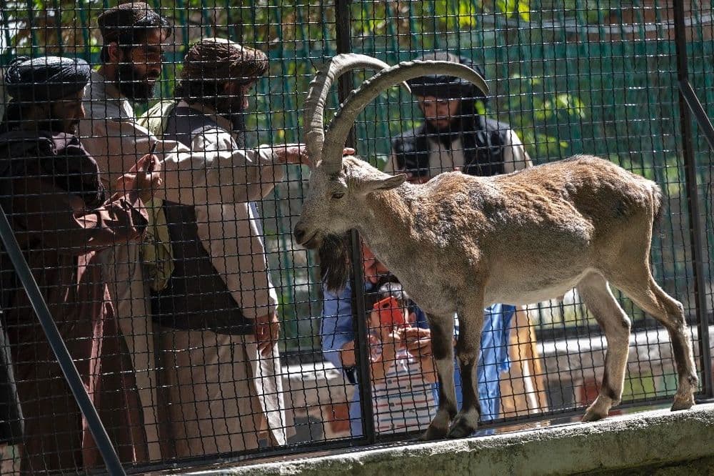 Un Américain plaide coupable d'avoir tenté de créer génétiquement une lignée de mouflons géants