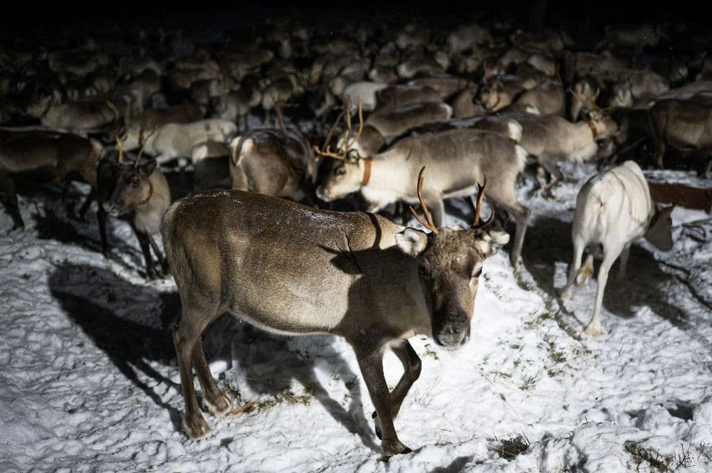Dans l'Arctique finlandais, les éleveurs de rennes cohabitent difficilement avec l'armée