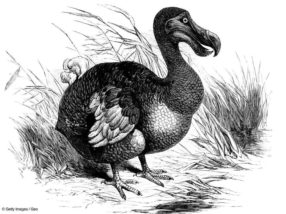 Rapide et puissant, le dodo n'était finalement pas l'oiseau lourdaud que l'on pensait