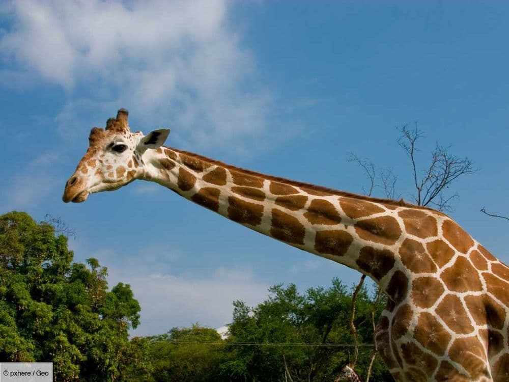 Une girafe défigurée par un virus rare intrigue les scientifiques en Afrique du Sud