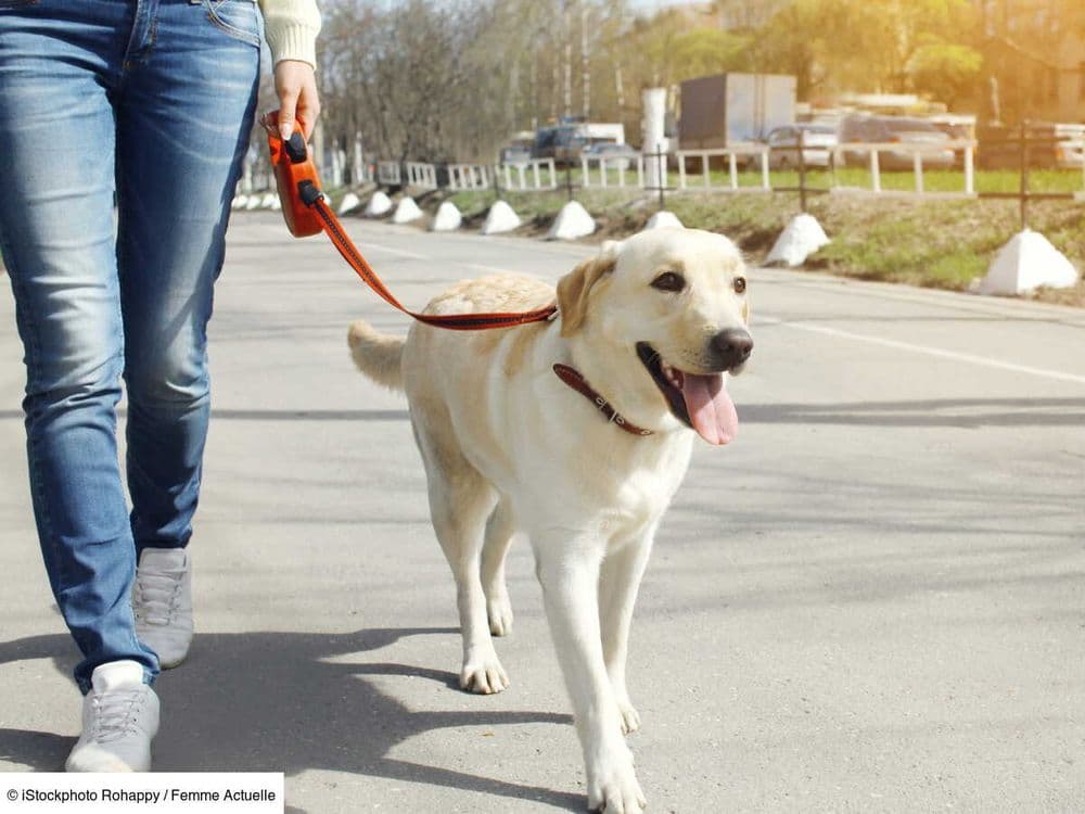 Emprunte mon toutou, la solution pour faire garder votre chien quand vous n'êtes pas disponible