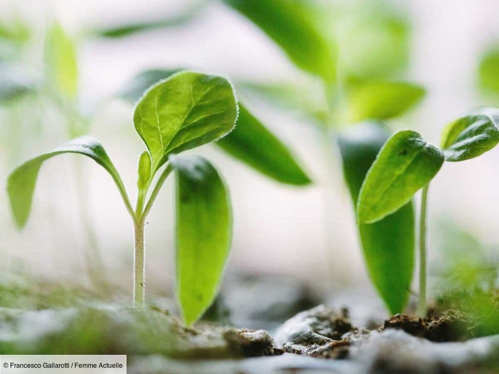 Comment reconnaître une plante mâle d'une plante femelle ?