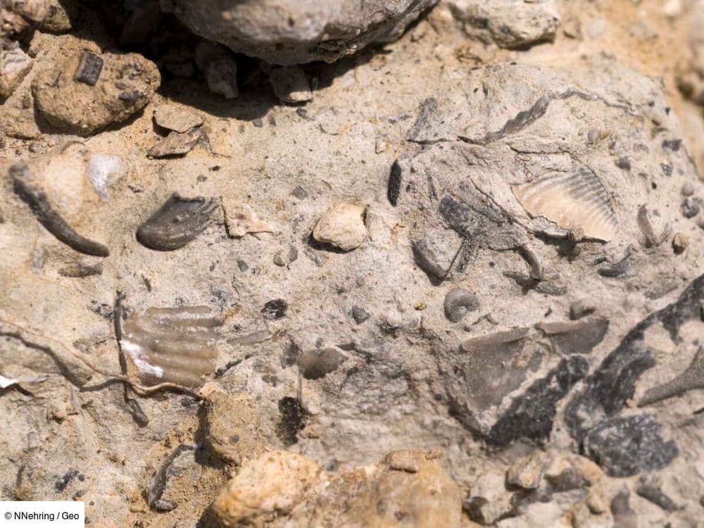 Une espèce de plante "extraterrestre" identifiée grâce à la découverte d'un fossile dans l'Utah