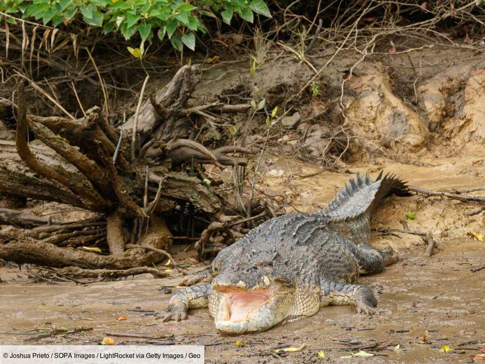 Traque d'un crocodile: l'enquête sur la disparition de l'adolescent s'intensifie en Australie