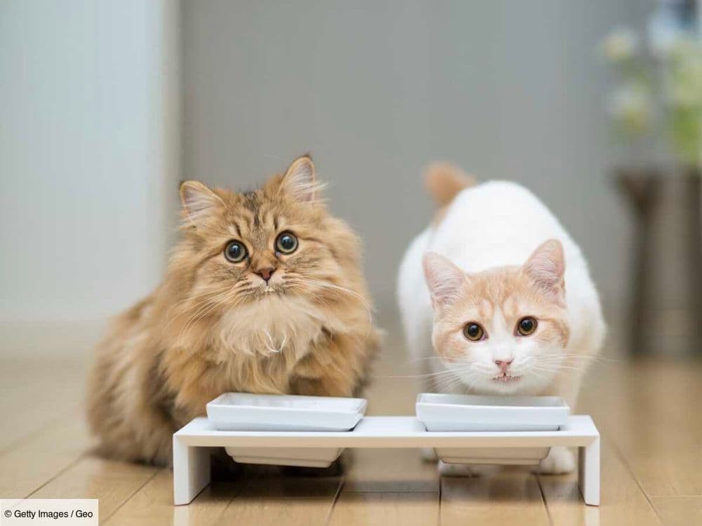 Un chat peut-il boire du lait ?