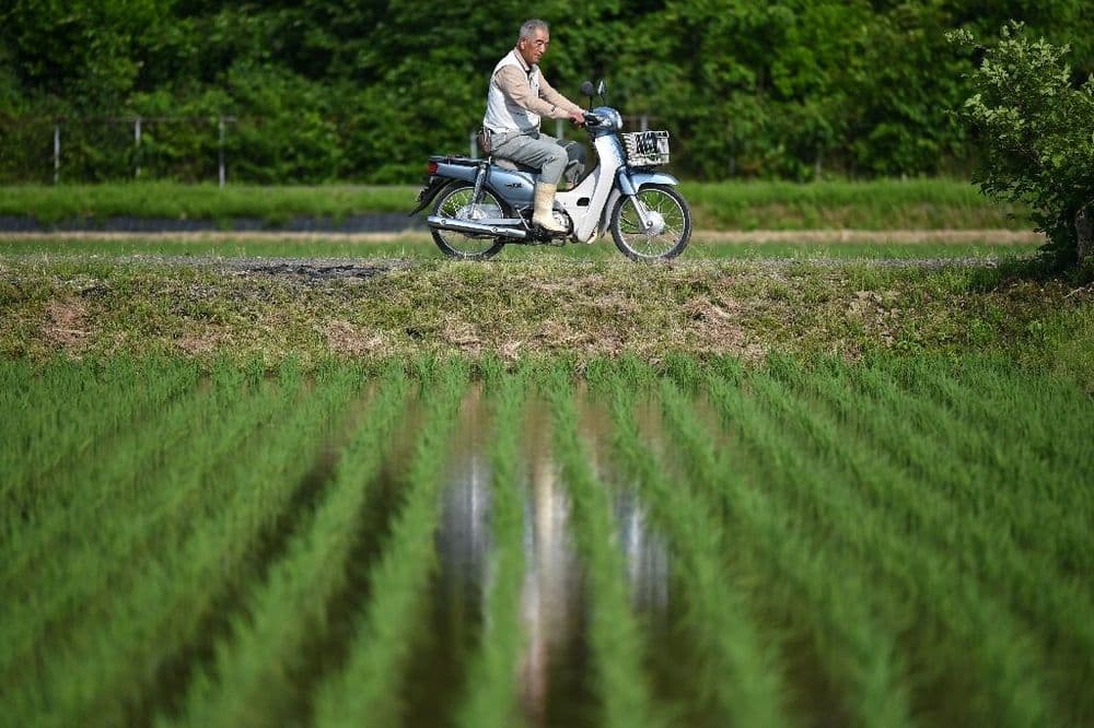 Face à la flambée des prix du riz, les agriculteurs japonais sonnent l'alarme