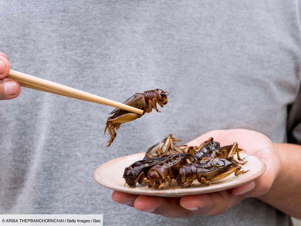À Singapour, les insectes s'invitent dans l'assiette... Le public et les estomacs vont-ils suivre?