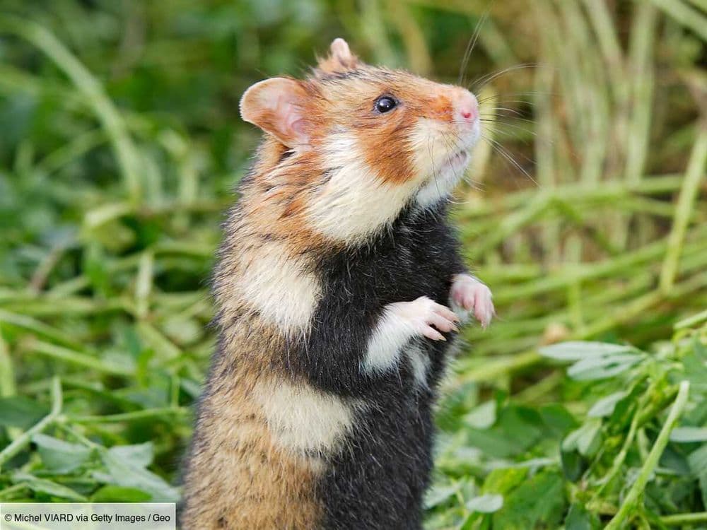 Le grand hamster en Alsace: une affaire de responsabilité environnementale et politique