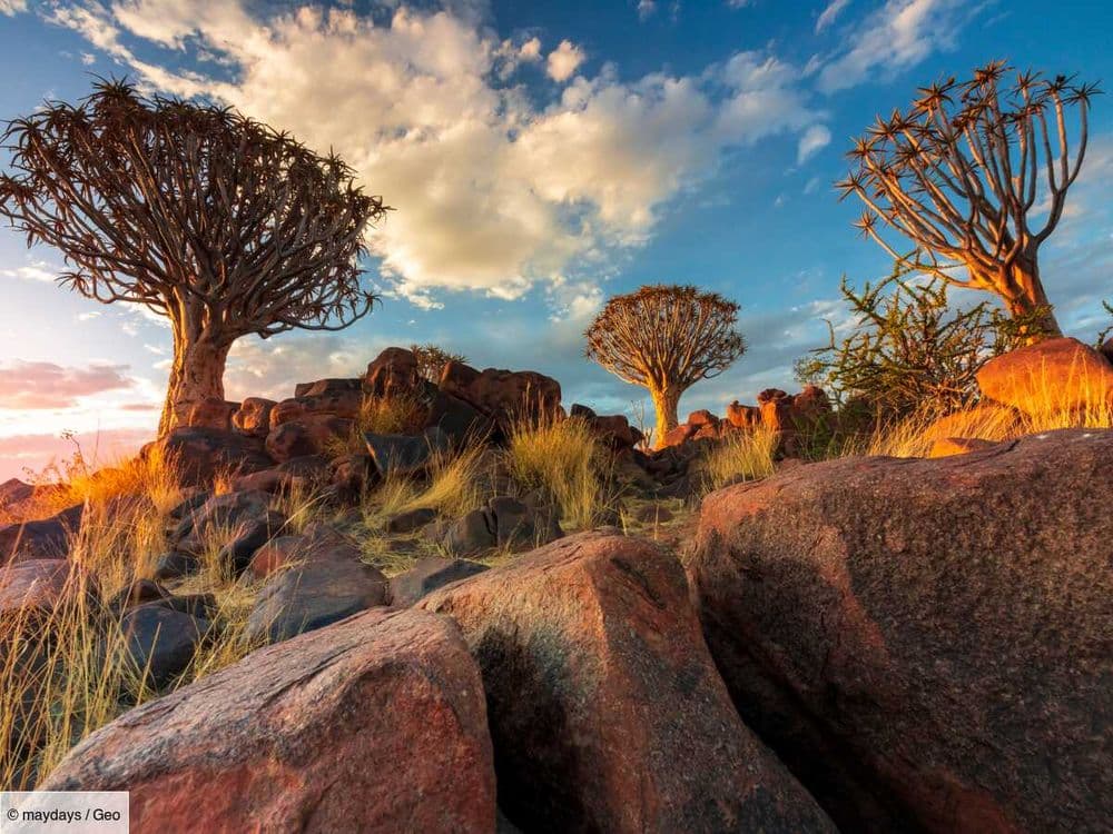 La sécheresse en Afrique australe est davantage associée à El Niño qu'au changement climatique